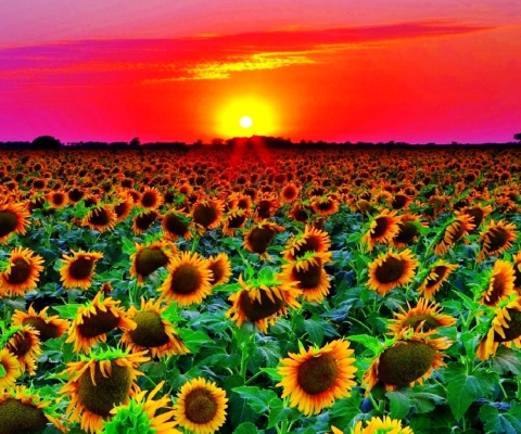 Fondo de pantalla Sunflowers 480x400