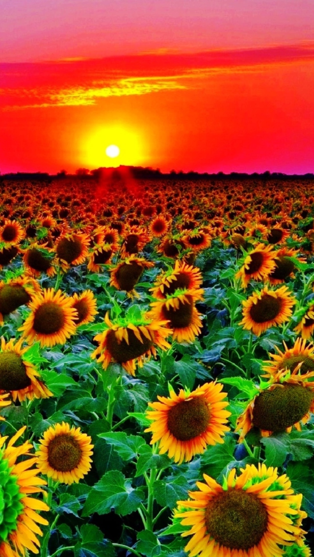 Fondo de pantalla Sunflowers 640x1136