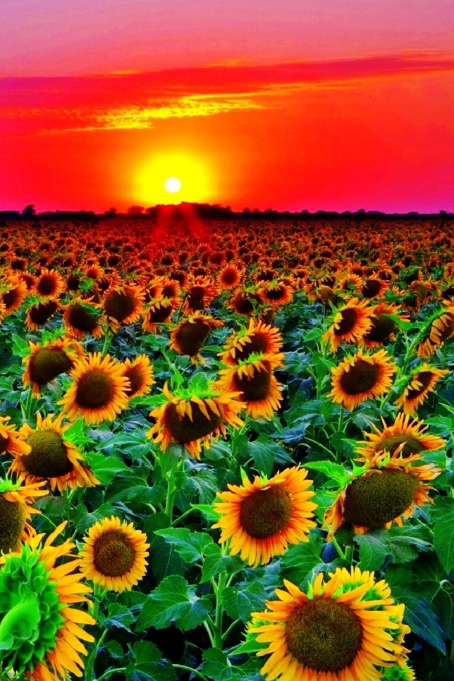 Sunflowers wallpaper 640x960