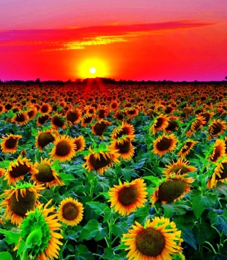 Sunflowers - Obrázkek zdarma pro iPhone 5