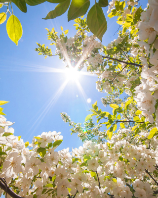Spring Sunlights sfondi gratuiti per iPhone 4S