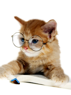 Das Clever Kitten Wallpaper 240x320