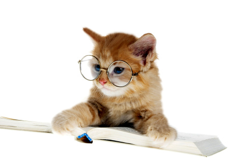 Clever Kitten wallpaper 480x320