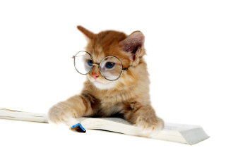 Kostenloses Clever Kitten Wallpaper für Android, iPhone und iPad