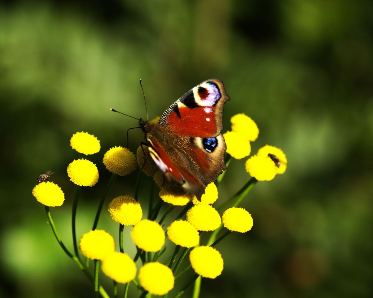 Yellow Flowers And Butterfly wallpaper 1280x1024