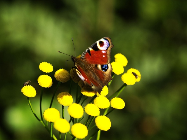 Fondo de pantalla Yellow Flowers And Butterfly 640x480