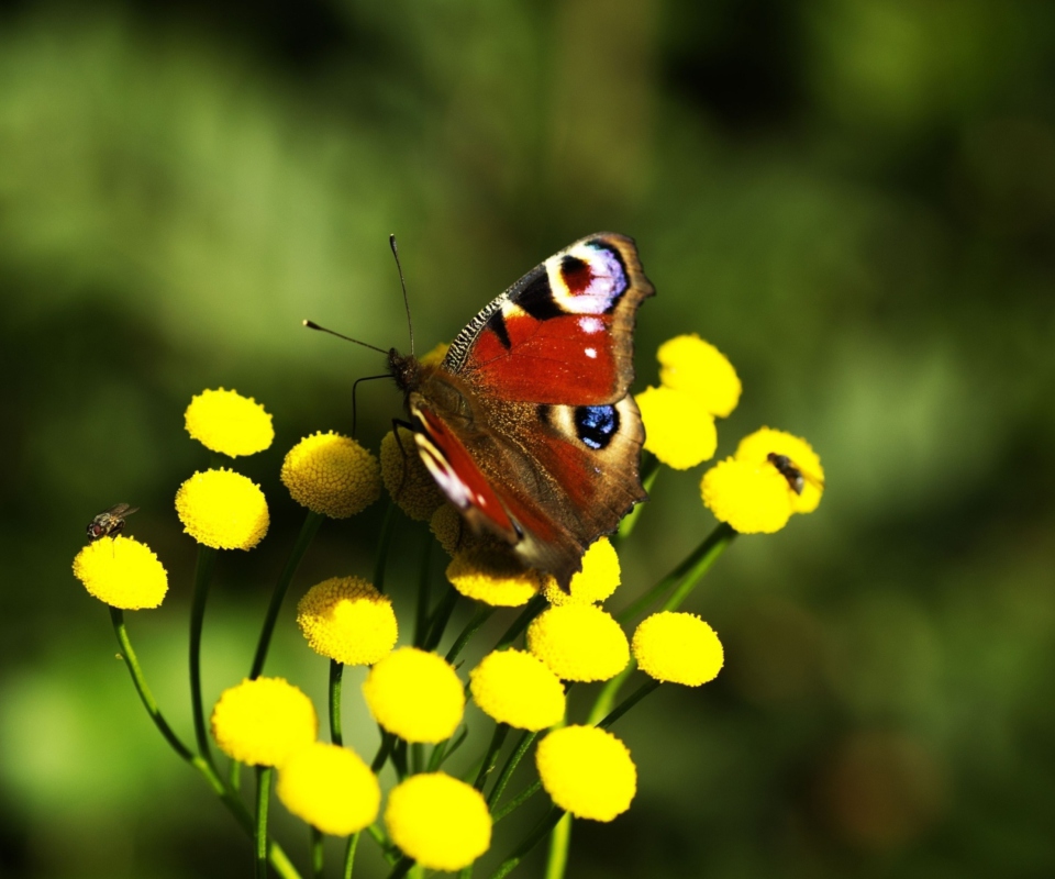 Fondo de pantalla Yellow Flowers And Butterfly 960x800