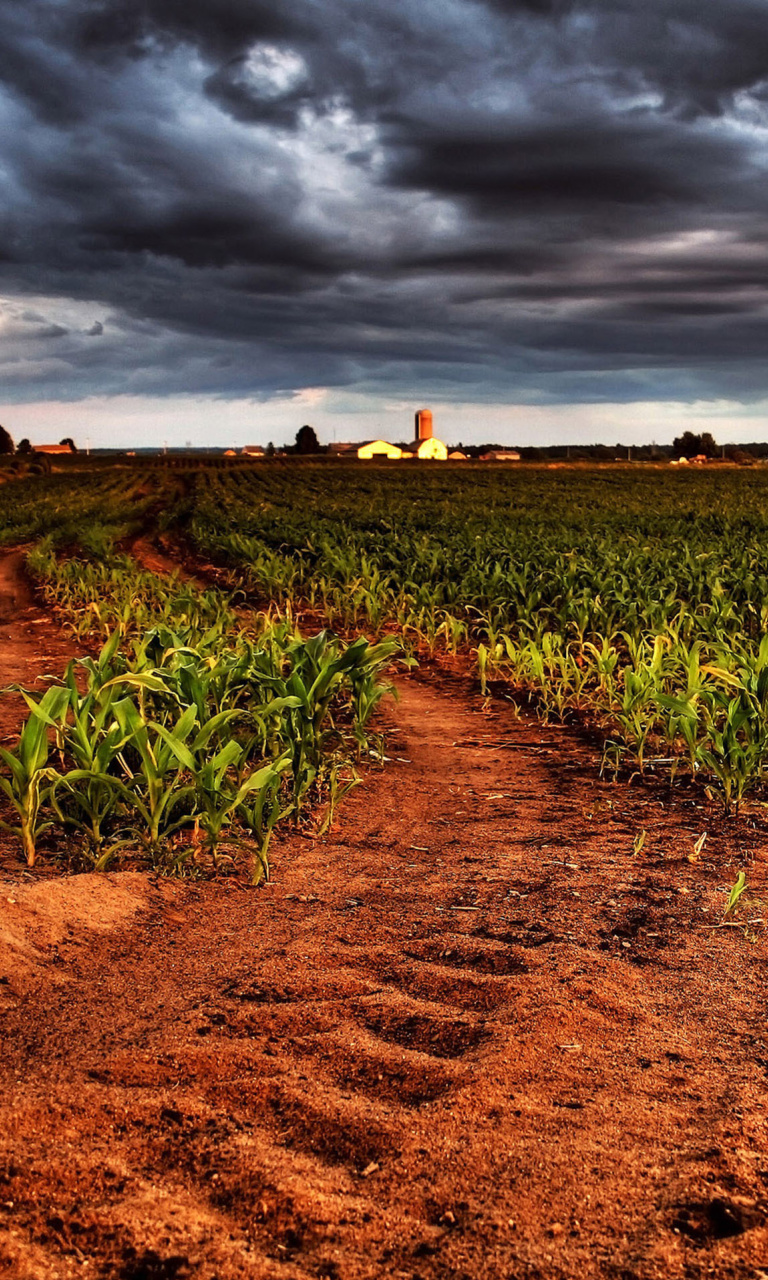 Обои Field In Chile 768x1280