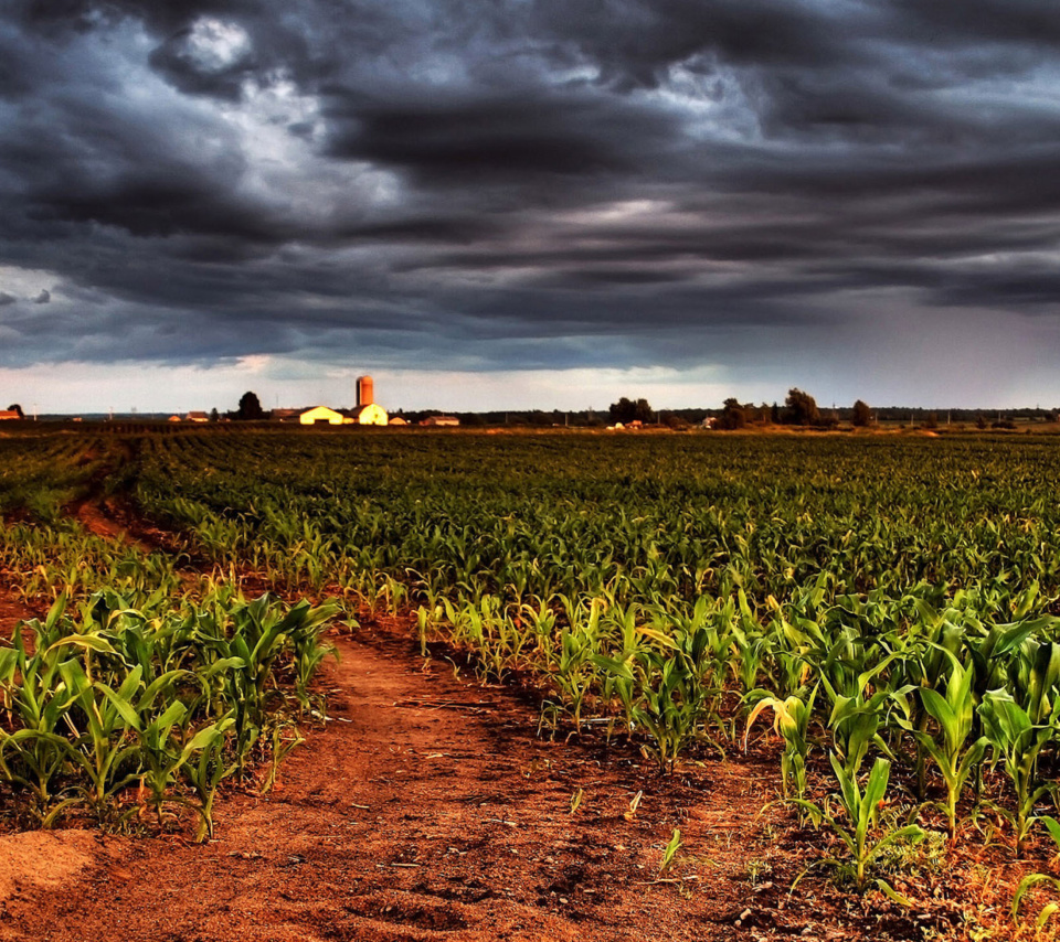 Das Field In Chile Wallpaper 960x854