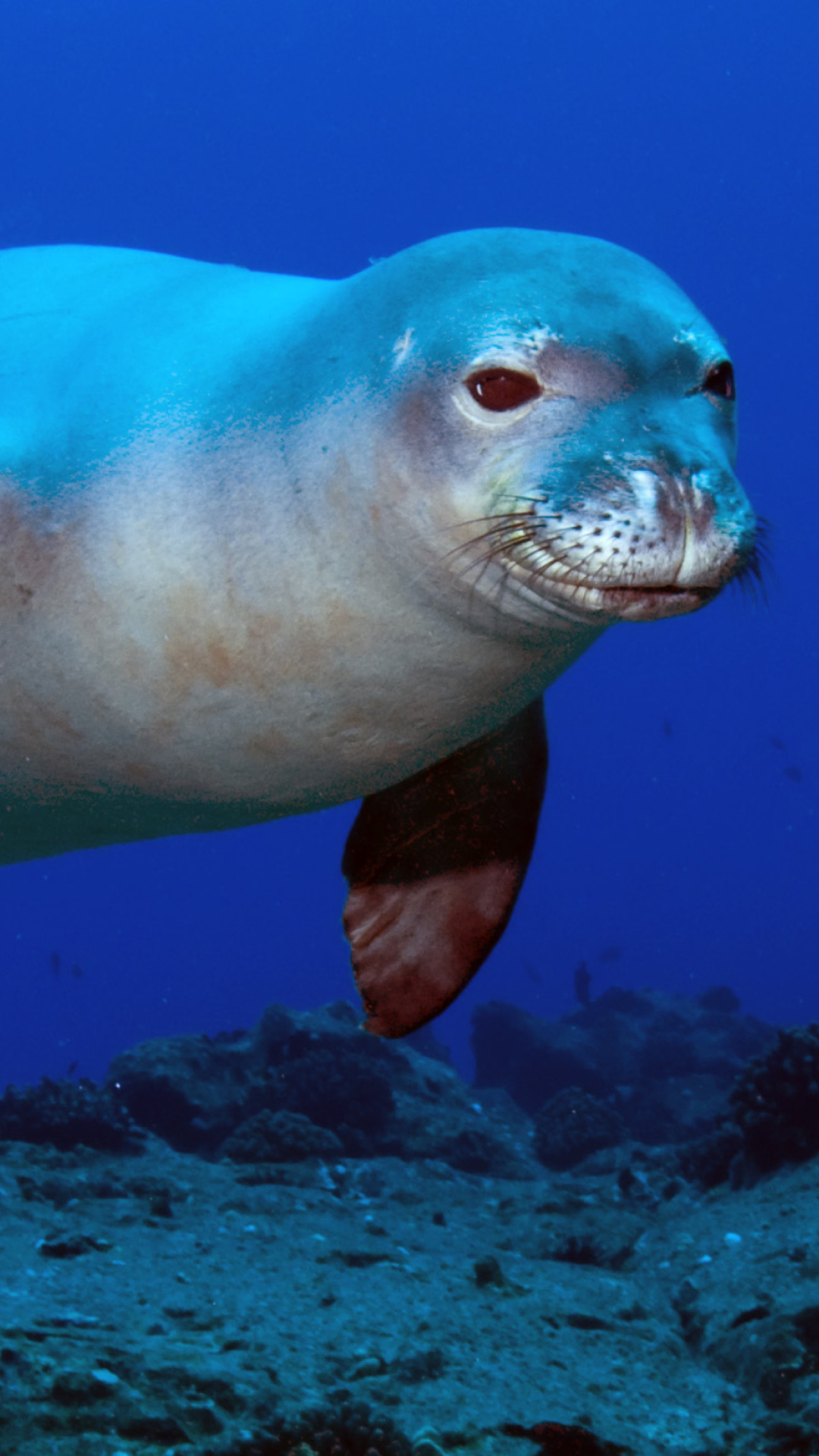 Das Hawaiian Monk Seal Wallpaper 1080x1920