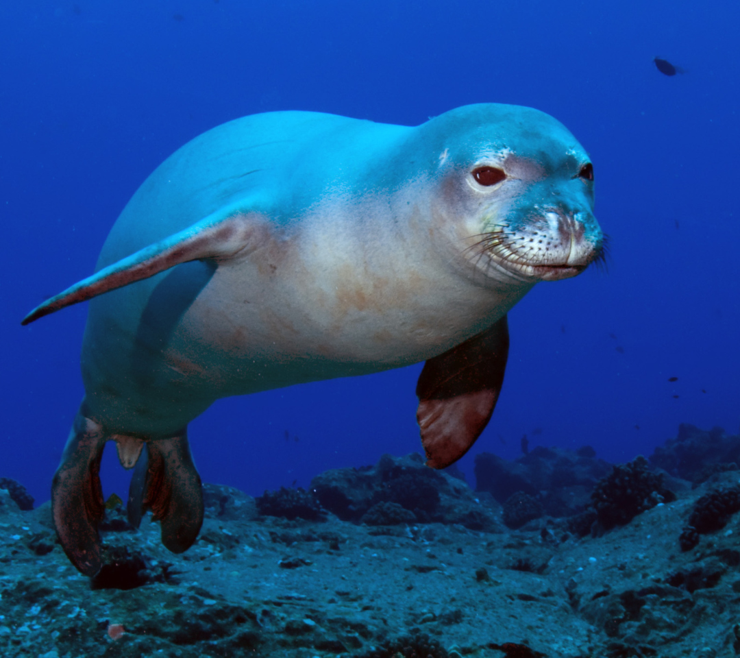 Обои Hawaiian Monk Seal 1080x960