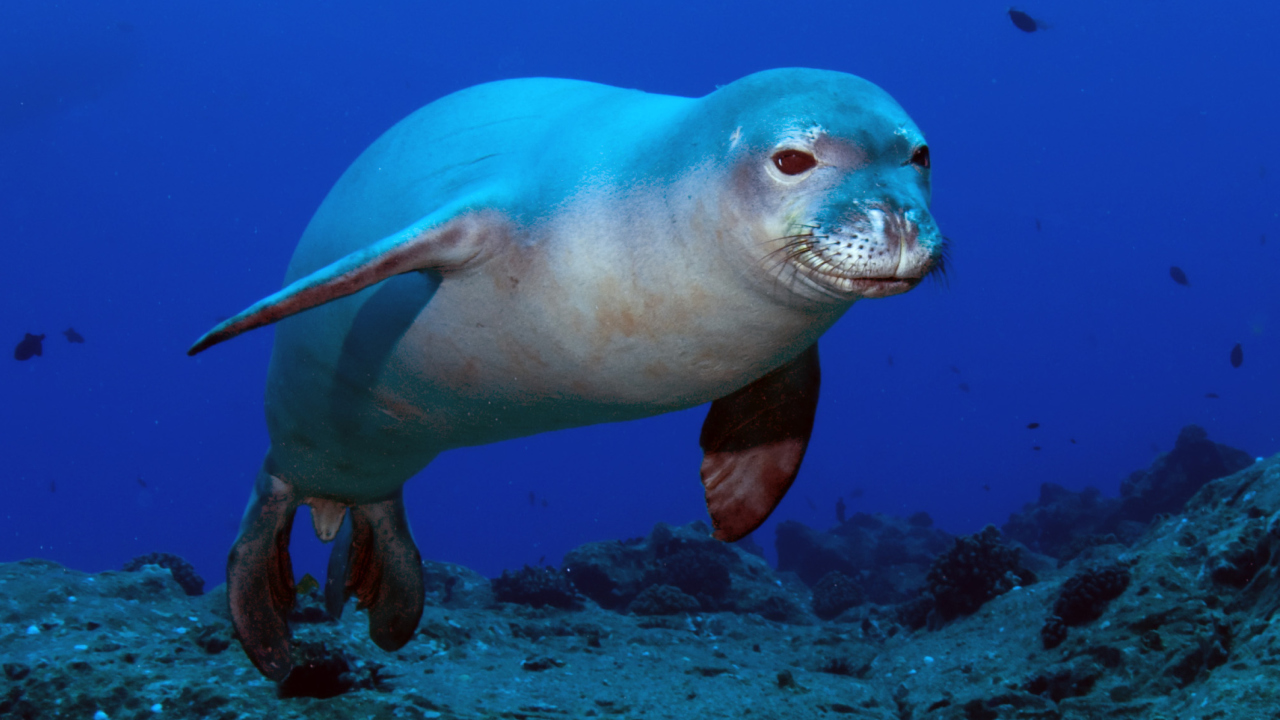 Обои Hawaiian Monk Seal 1280x720