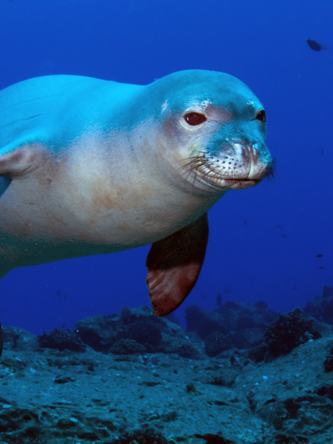 Обои Hawaiian Monk Seal 480x640