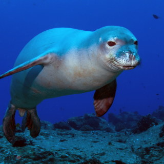 Hawaiian Monk Seal - Obrázkek zdarma pro 1024x1024
