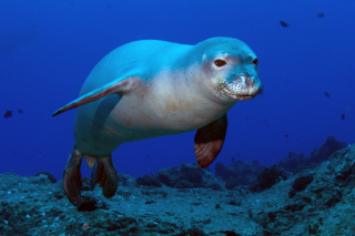 Hawaiian Monk Seal - Obrázkek zdarma 