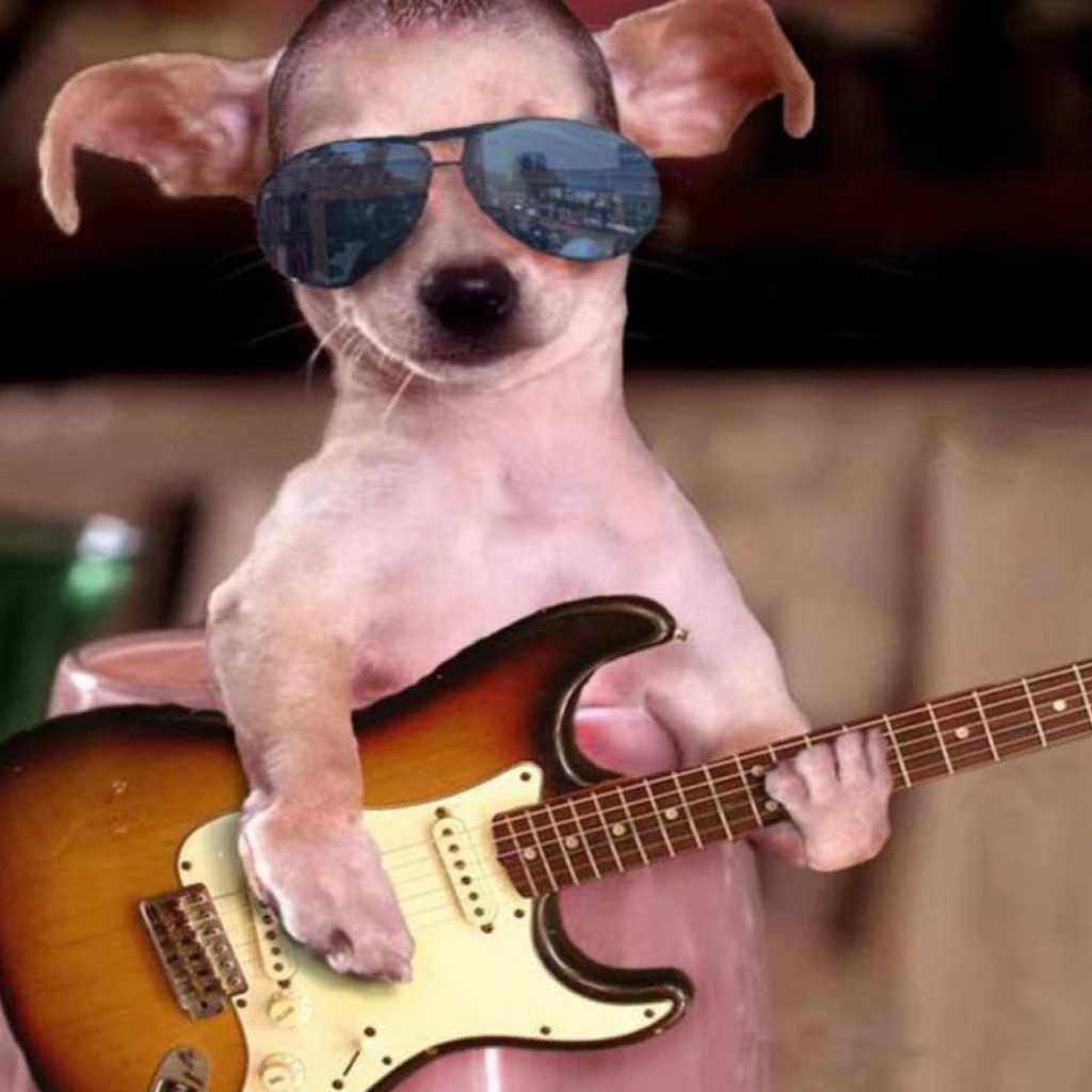 Screenshot №1 pro téma Funny Dog With Guitar 1024x1024