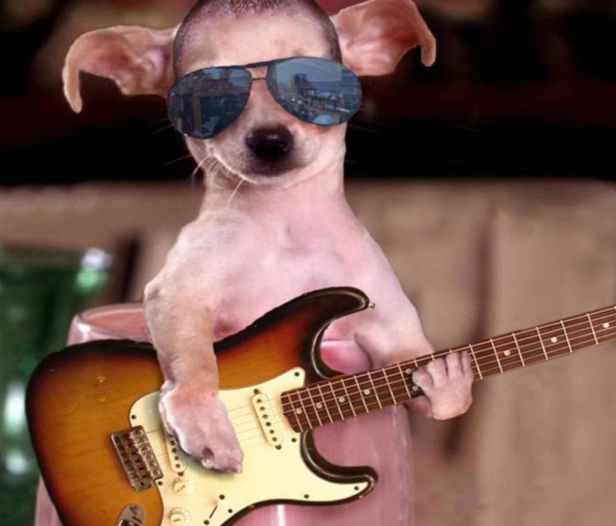 Das Funny Dog With Guitar Wallpaper 1200x1024
