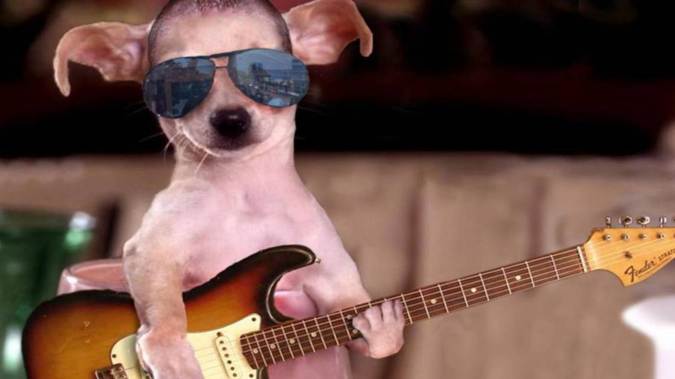 Das Funny Dog With Guitar Wallpaper 1366x768