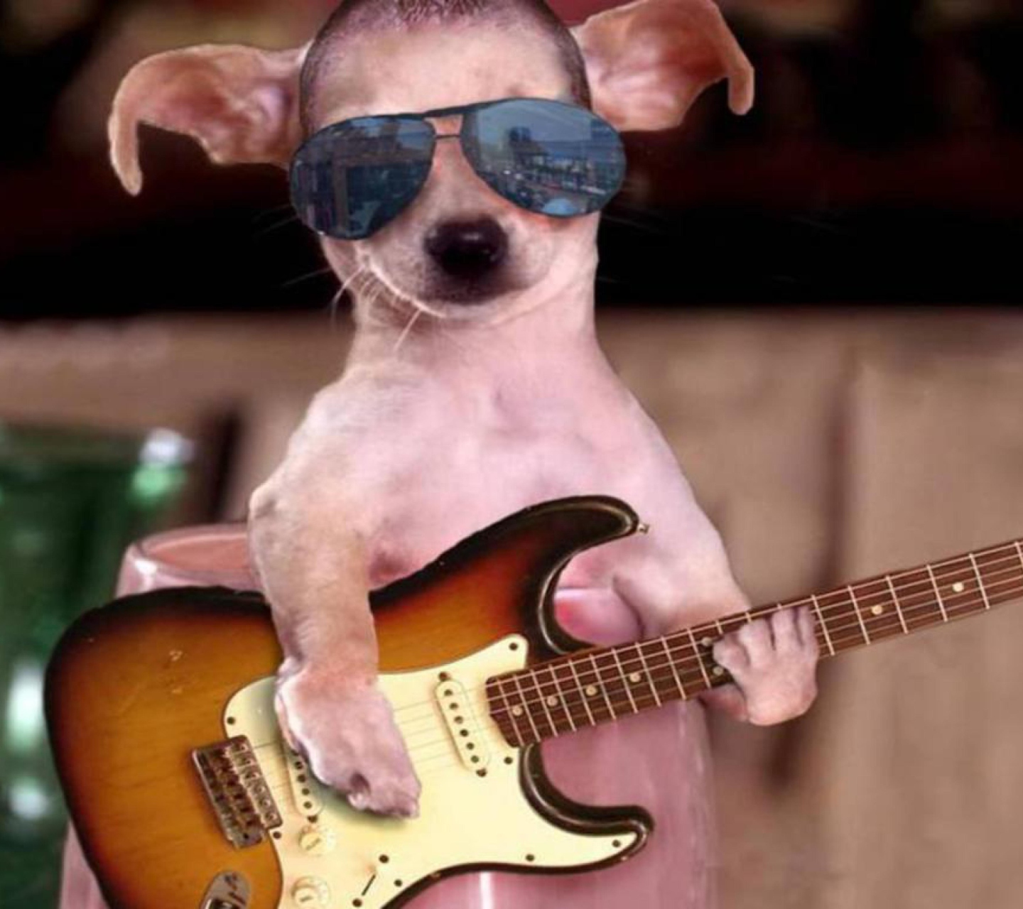 Обои Funny Dog With Guitar 1440x1280