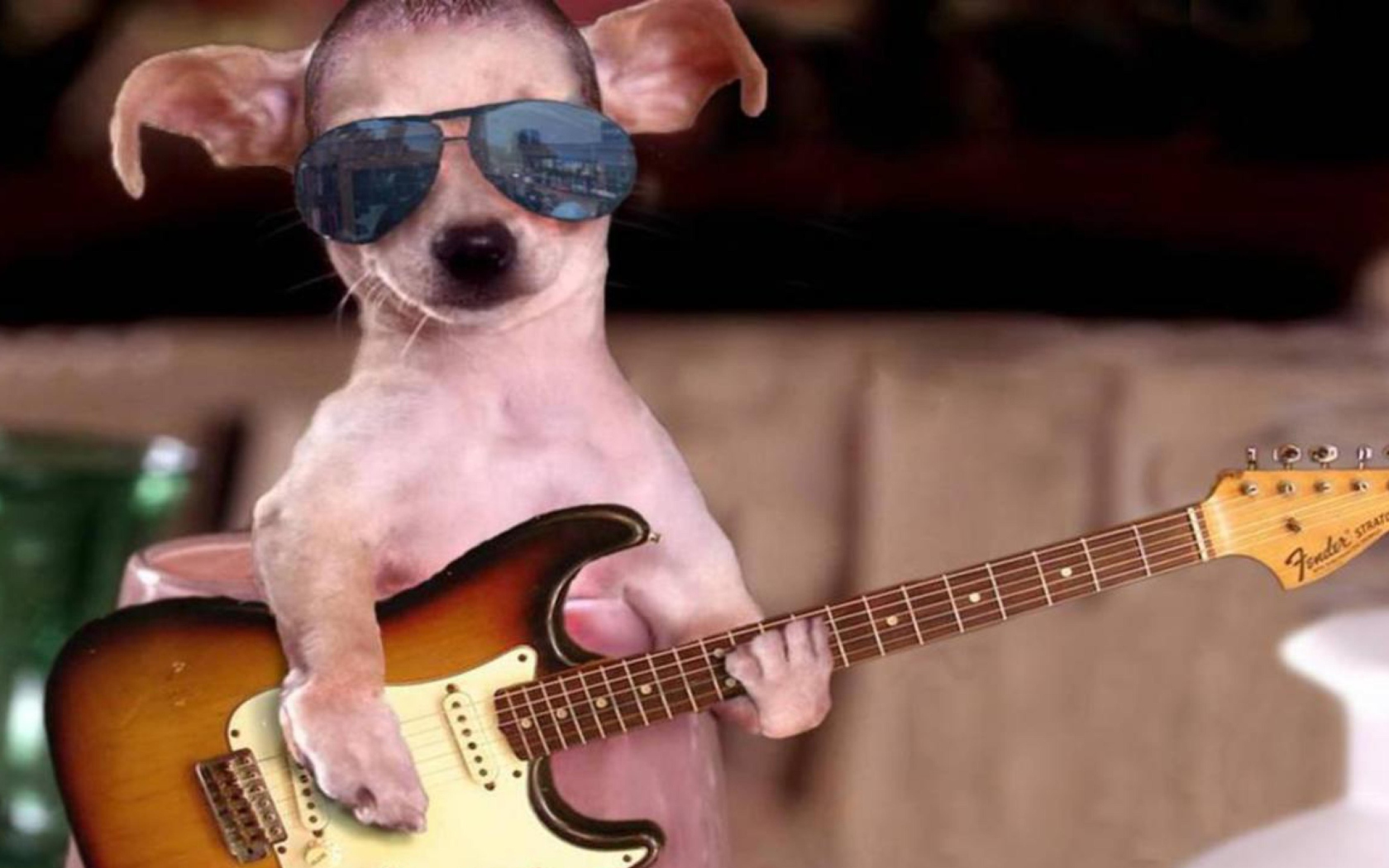 Screenshot №1 pro téma Funny Dog With Guitar 1680x1050