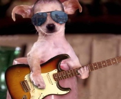 Funny Dog With Guitar wallpaper 176x144