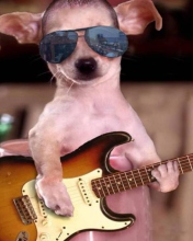 Обои Funny Dog With Guitar 176x220