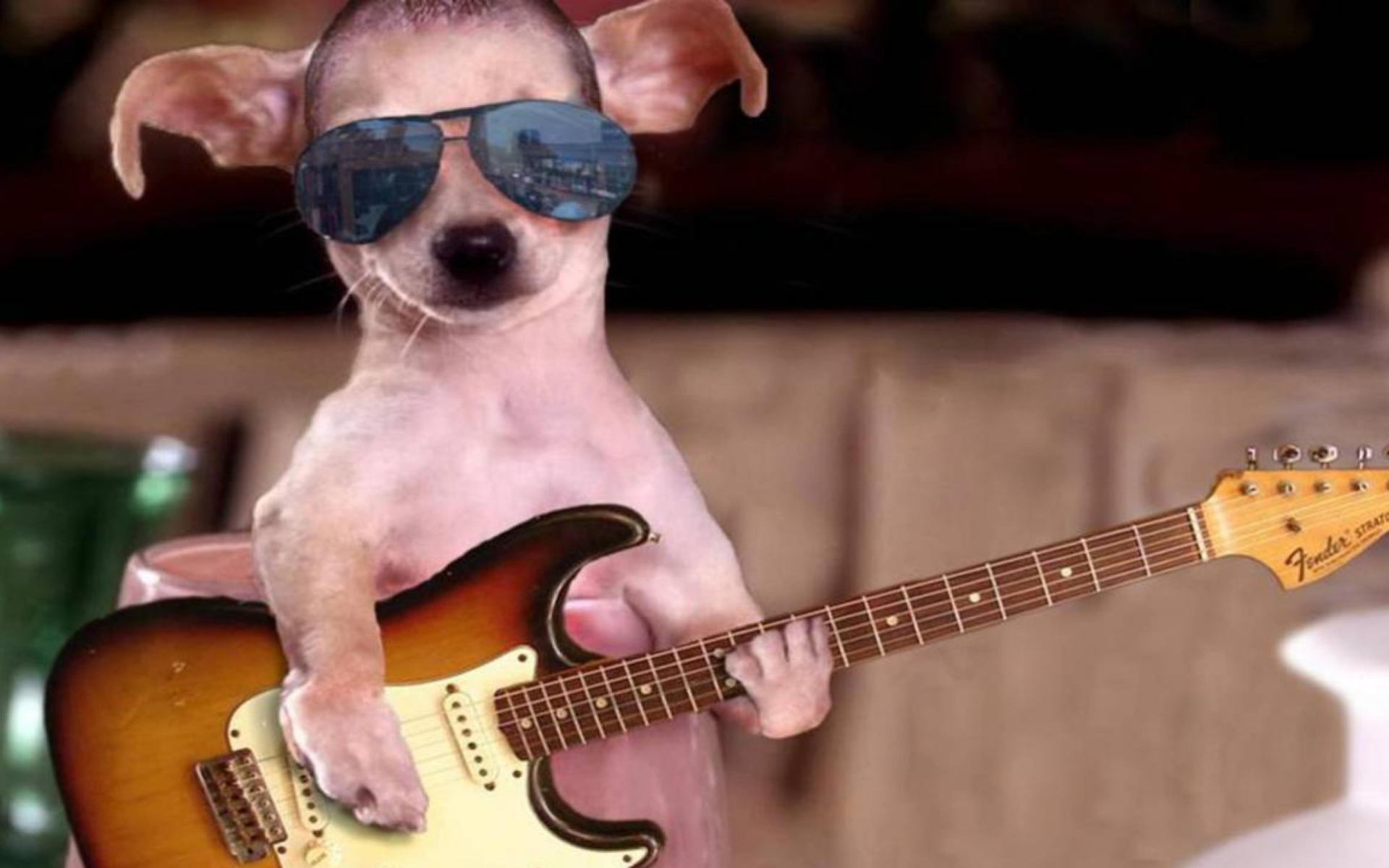 Funny Dog With Guitar wallpaper 1920x1200