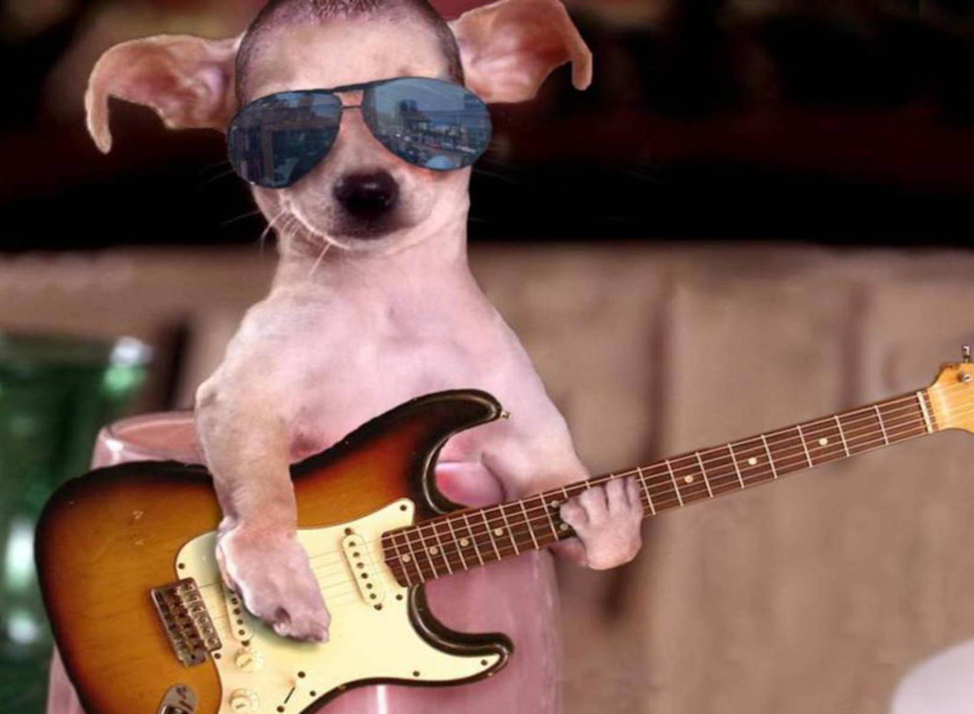 Обои Funny Dog With Guitar 1920x1408