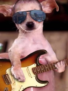Das Funny Dog With Guitar Wallpaper 240x320