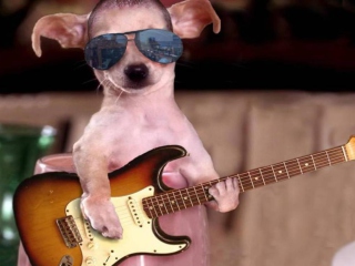 Das Funny Dog With Guitar Wallpaper 320x240