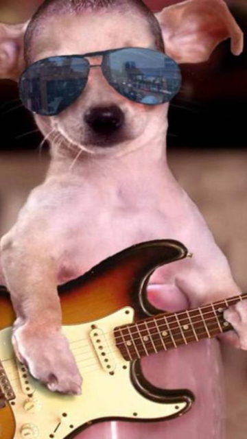 Das Funny Dog With Guitar Wallpaper 360x640