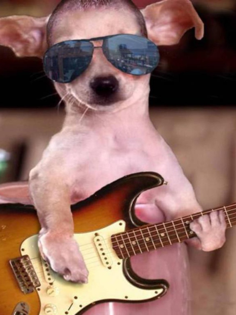 Funny Dog With Guitar wallpaper 480x640