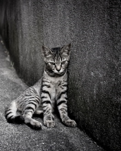 Обои Lonely Grey Cat 176x220