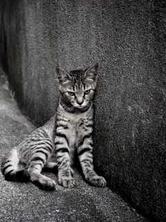 Sfondi Lonely Grey Cat 240x320