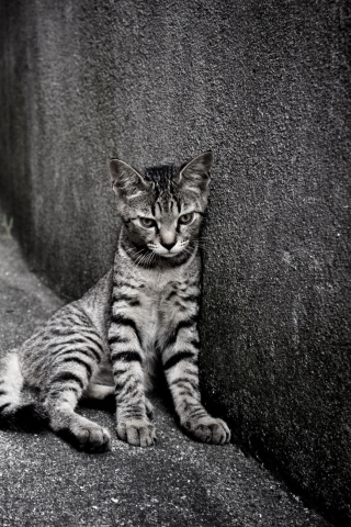 Lonely Grey Cat wallpaper 320x480