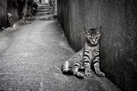 Sfondi Lonely Grey Cat 480x320