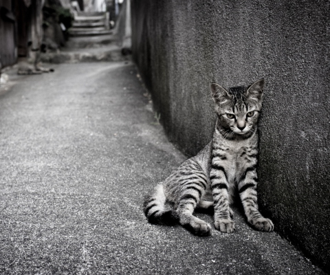 Обои Lonely Grey Cat 480x400
