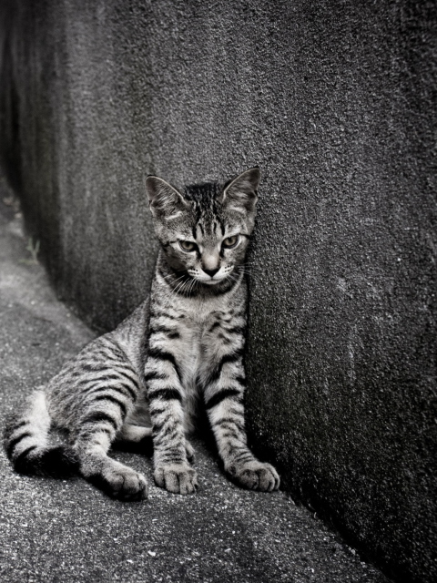 Fondo de pantalla Lonely Grey Cat 480x640