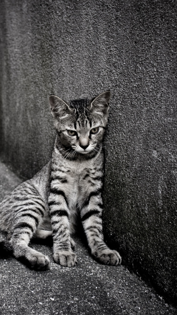 Обои Lonely Grey Cat 750x1334