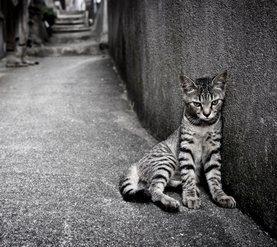 Обои Lonely Grey Cat 960x854