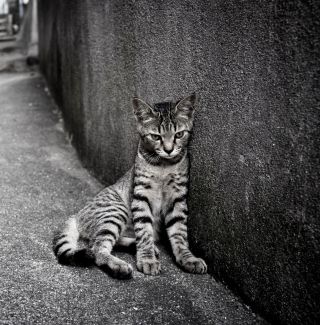 Lonely Grey Cat - Obrázkek zdarma pro 208x208