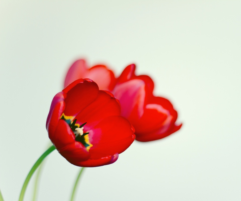 Das Poppy Wallpaper 960x800