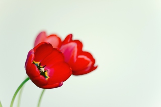 Poppy Picture for Android, iPhone and iPad