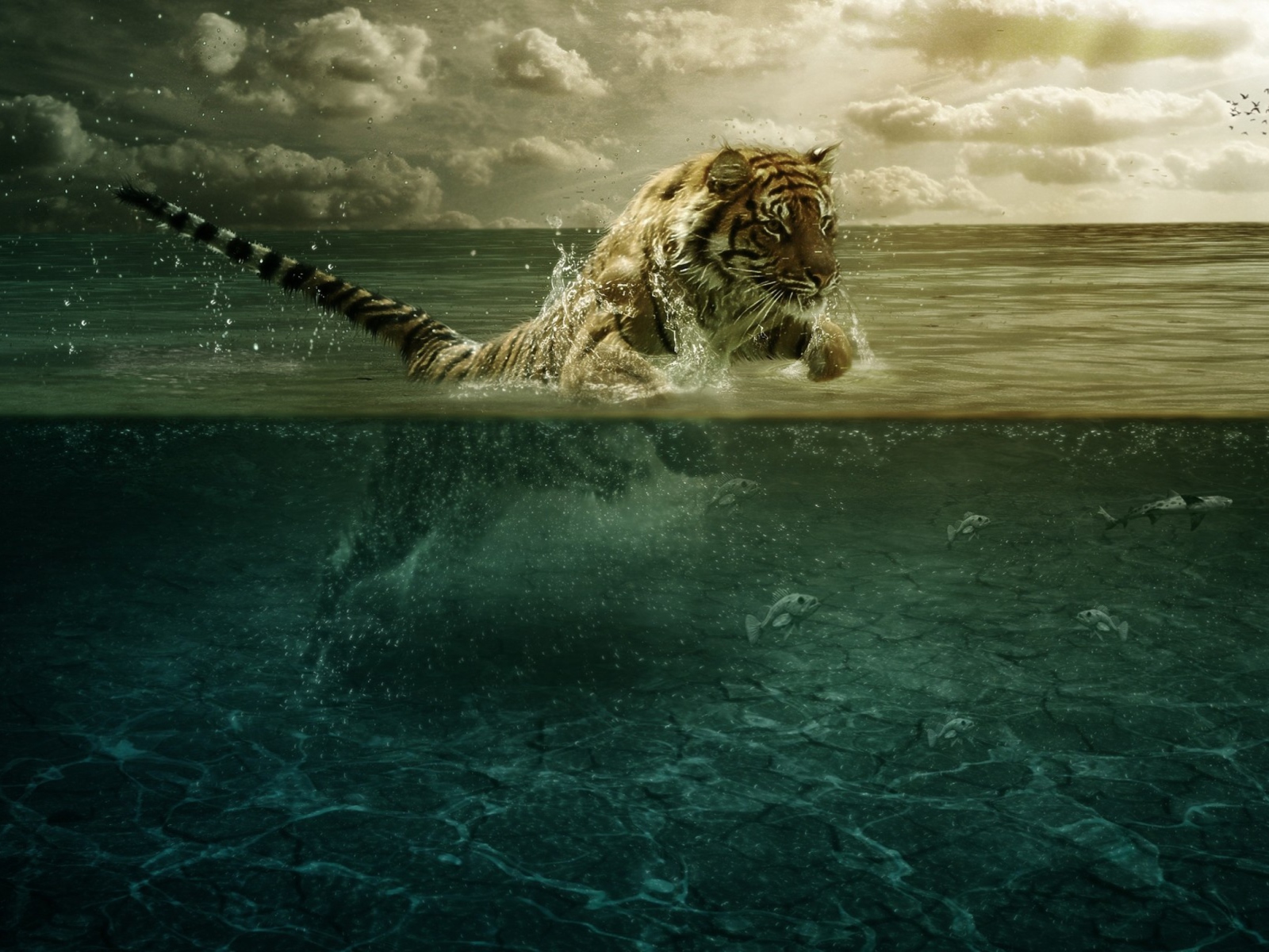 Sfondi Tiger Jumping Out Of Water 1600x1200