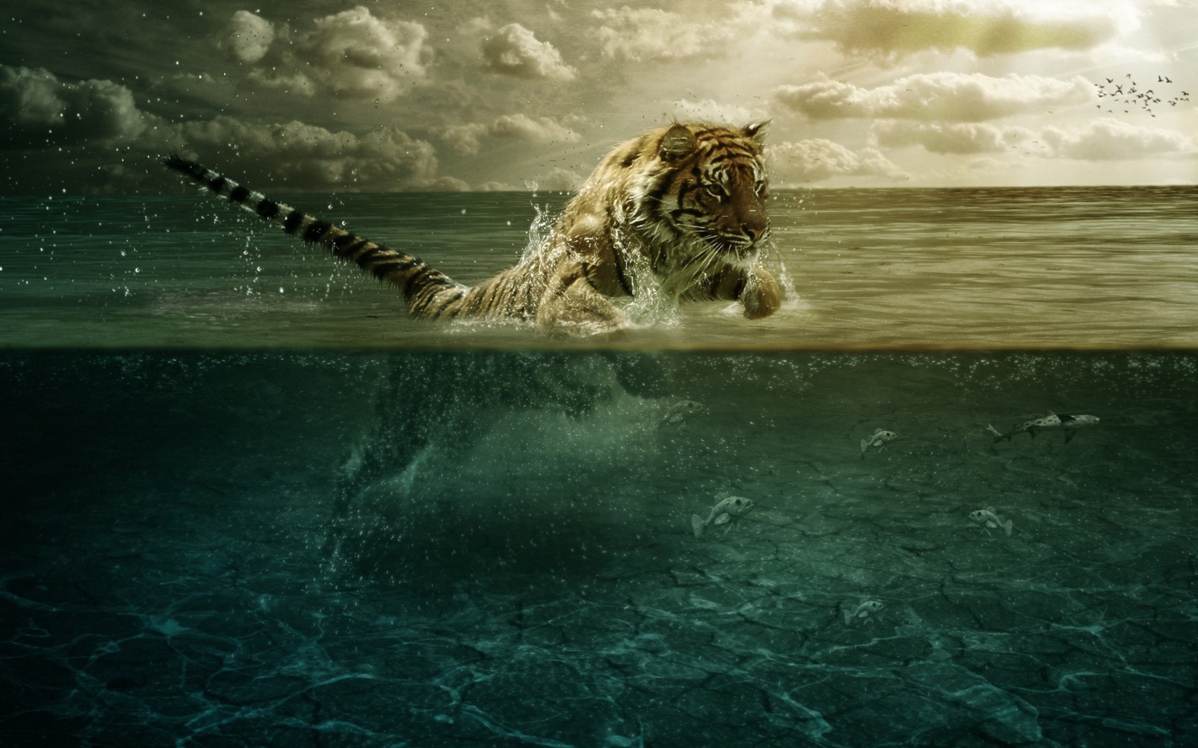 Tiger Jumping Out Of Water wallpaper 1680x1050