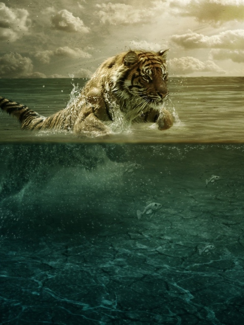 Обои Tiger Jumping Out Of Water 480x640