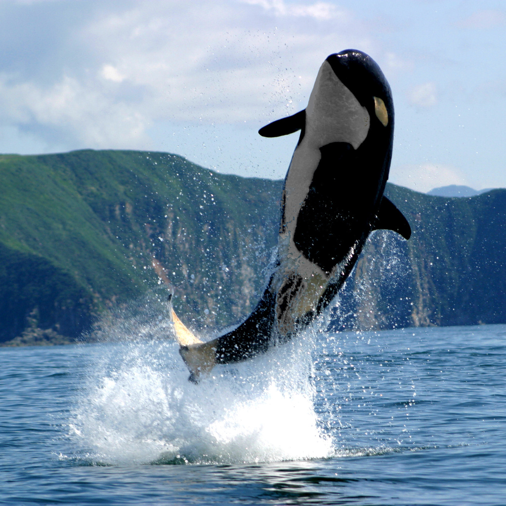 Orca in the Atlantic Ocean wallpaper 1024x1024