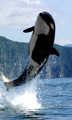 Das Orca in the Atlantic Ocean Wallpaper 240x400