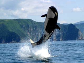 Orca in the Atlantic Ocean screenshot #1 320x240