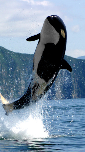 Orca in the Atlantic Ocean screenshot #1 360x640